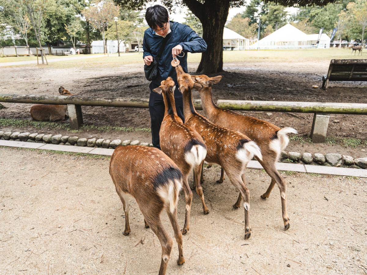 Man surrounded by Nara Park deer holding a treat.
