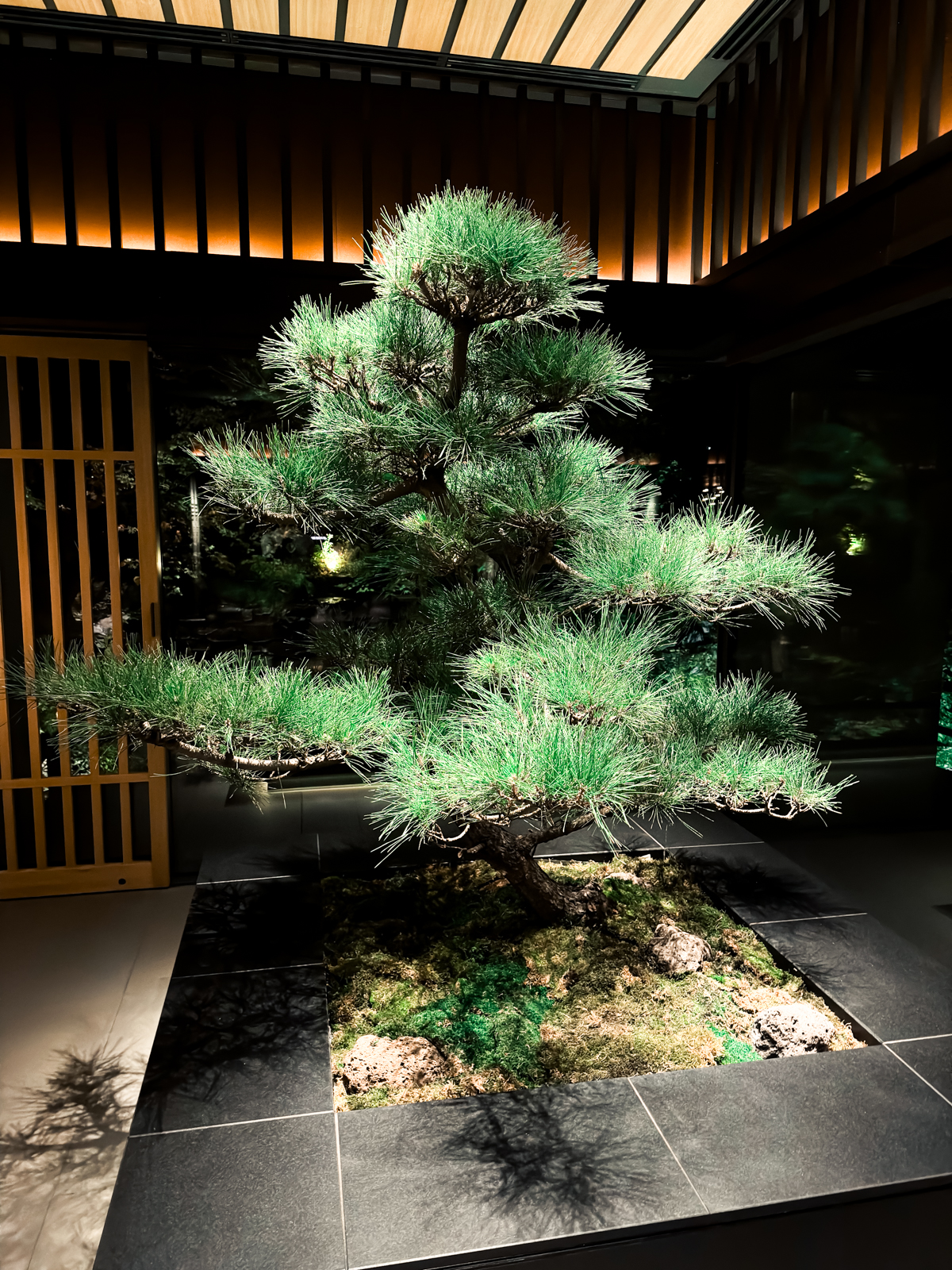 Large bonsai tree under lights.